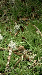 1.5M views · 49K reactions | The life of cheetahs #cheetah #wildlife #bigcats | Love Nature | Facebook