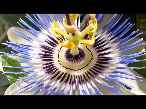 Timelapse Passion Flowers Growing and Blooming