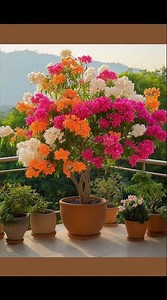 New Bougainvillea Seedling Care | Faster Growth & More Flowers