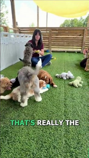 How to Introduce a New Puppy to Your Current Pets! 🐶🐱 | Charlotte Dog Club