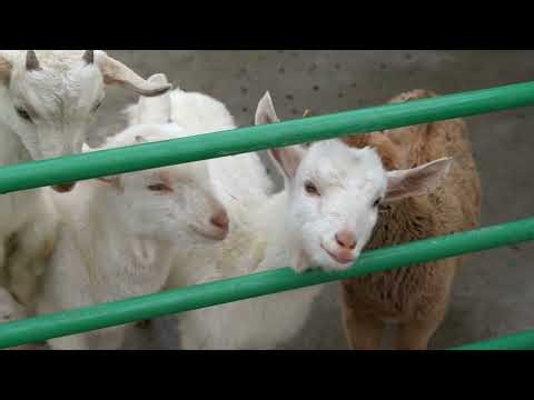 How to Start a Profitable Goat Farming Business | Step-by-Step Farming Guide 🐐💰