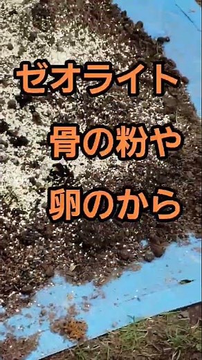 古い鉢土は再生すればお宝(2025.4.25)#菊作り#園芸#花#鉢再生#趣味#古土はお宝