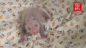 Newborn panda cub is female