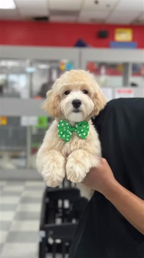 Home Sweet Home for Our Silky Sweetheart 🏡🐾 Our sweet Silky Terrier puppy found a good and loving home today! 🐾💖 She filled the room with her playful charm and gentle heart, and it was clear she was meant to be part of this family. Wishing her a lifetime of snuggles, adventures, and unconditional love in her new home. 🏡💞 Every puppy from us comes with the ultimate peace of mind! They’re all triple checked by three different vets, fully up-to-date on their vaccinations, dewormed, microchipp