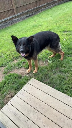 If this dog had dynamite for brains he couldn’t blow his nose