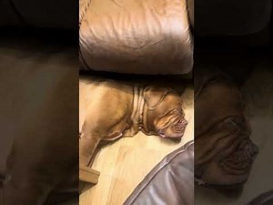 Dogue de Bordeaux - Huskies are known for their howling. What sound are mastiffs best known for?😂😂😂