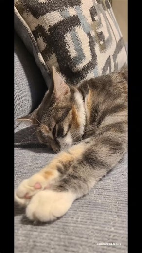 Cute Kitty #kittensoftiktok #kitty #kittycat #funnycat #meow #catlover #fortheloveofcats #furbabies #catlife #prettykitty #minnie #fur #housecat