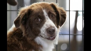 7.3K views · 1K reactions | Kate is available for adoption at National Mill Dog Rescue in Colorado Springs, CO. Read about her at this link: https://www.petango.com/Adopt/Dog-Australian-Shepherd-48583426 Learn about adoption here: https://nmdr.org/our-dogs/adopt/ | National Mill Dog Rescue | Facebook