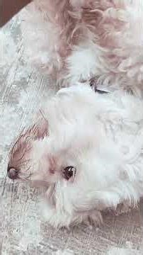 Incredibly Intelligent Female Lhasa Apso Dog for Sale