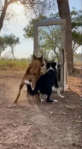 Dog Sees Himself in Mirror 🪞🐶🤣 | Funniest Barking Reaction Ever!