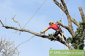 Conseils Pour Tailler Une Lobelia 🔧🔧 Conseils Pour L'Amélioration De La Maison. Faites Vos Propres Mains - 2025