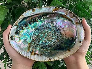 Abalone Shell, Seashell Incense Burner, Smudge Bowl for Holding Smudge Sticks, Incense, Crafts, Display, Jumbo - 7" to 8"