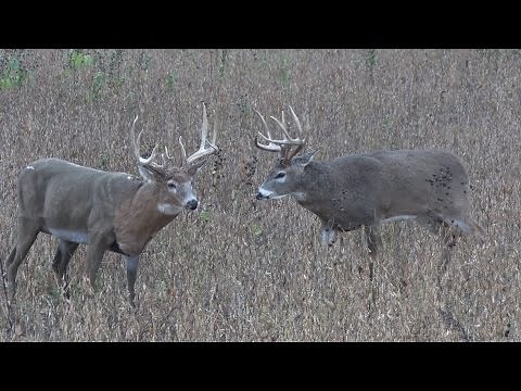 BOSS BUCK FACE-OFF - THE CUTTING ROOM FLOOR