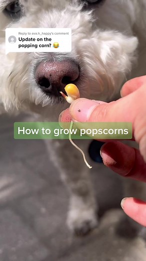 growithjessie on TikTok