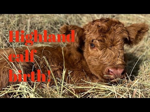Bernadette finally had her baby! Highland calf birth!