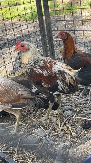 Wicked chicken hatchery (@wickedchickenhatchery)’s videos with Slangin Birds - 2 Chainz