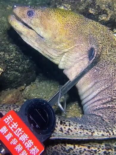 #diving #crab #catchthesea #seafood #seaside