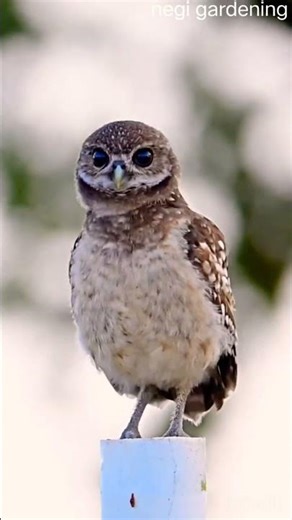 dancing birds #nature #birdlovers