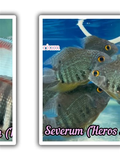 Trop Aquarium on Instagram: "Our Full Range of Severum Cichlids: ➡️ Red Shoulder Hero Severum (Heros Rotkeil) ➡️ Turquoise Severum (Heros Appendiculatus) ➡️ Hero Severum/ Red Polo (Red Spotted Severum) ➡️ Green Severum Cichlid ➡️ Golden Severum Cichlid **For more South American Cichlids, visit our Facebook page/Telegram channel! *Available in stock, PM if interested #severum #severumcichlid #southamericancichlids #herosrotkeil #sacichlids"