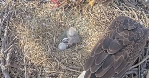 'Gray balls of fluff': What to expect from Blue Springs eagle nest as 2 eaglets strive to survive