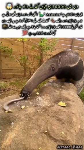 Anteater Eats 300000Ants a Day 🐜 #anteater #naturefacts #wildlife #animals #shorts