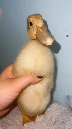 he’s getting bigger🥹 #da#danceu#ducksu#ducksoftiktokr#drippy💦☔️a#babyducksa#babyducksu#ducktok