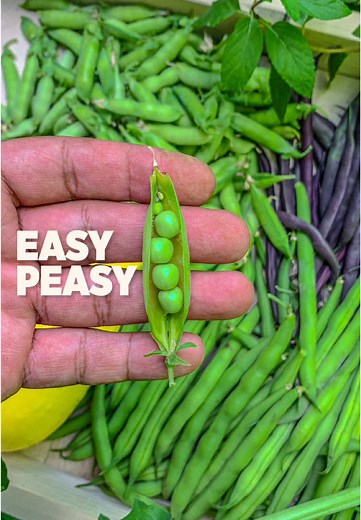 Growing Peas: Easy Tips for Beginners in Your Garden
