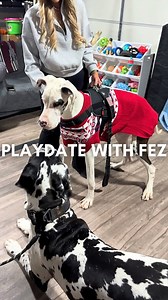 Playdate with Fez! Daisy’s Dane Sanctuary #roccothegreatdane #harlequingreatdane #greatdane #dogsoffacebook #dogvlog #cute #adorable #blueeyes #bigdog #dogmom #mamasboy #spoiled #funny #funnydog #doghumor | Rocco