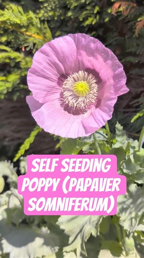 Self Seeding Poppy (Papaver somniferum)