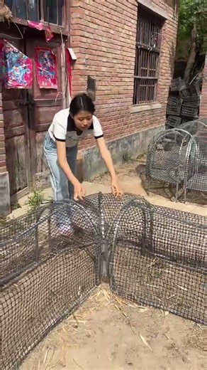 Unique Tunnel Chicken Farming 😍🐔 | Best Rural Poultry Setup Ever 🚜✨ #chicken #villagelife #birds