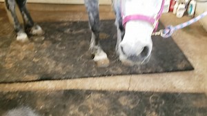 520K views · 5.2K reactions | Gave Emma her first bath! She has always been terrified of the sound of water. So we have been doing bucket baths to build up to using the hose. She even let me wash her face! Still no on cleaning out her eye sockets. That's the next thing we will work on. 0 | Endo the Blind | Facebook