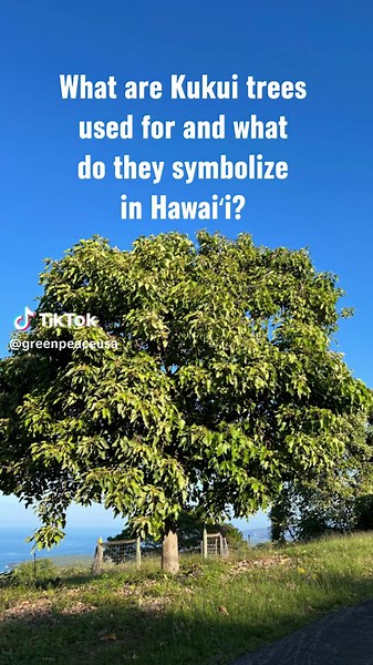 Aloha! Happy Indigenous Peoples Day. For all our tree lovers, forest defenders and dendrophiles out there, check out these quick, cool facts about the Kukui tree and itʻs uses. The state tree of Hawaiʻi, the Kukui is a symbol of learning, protection, and peace. Though the Kukui tree is not native to Hawaiʻi, the tree is an important part of their heritage and can be found through out all the ʻāina (land/island) of Hawaiʻi. The Kukui was introduced to the Hawaiian archipelago by Polynesian voyage