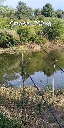 Cumpără Crap de 1,700 kg pentru Sărbători