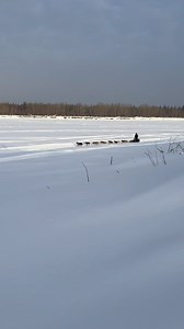 An Iditarod musher reaches the McGrath checkpoint. McGrath is situated on the mighty Kuskokwim River; at 702 miles long, the Kuskokwim is the 9th largest river in the United States. Parts of the Iditarod trail prior to and after McGrath are on the frozen river. #iditarod2024 #iditarod #mushinglife #mushing #dog #alaskalife #travelalaska #wintersports #winter #alaskanadventures @kodiakairservice | Kodiak Island Expeditions