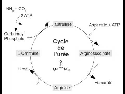 Le cycle de l'urée - official lyrics