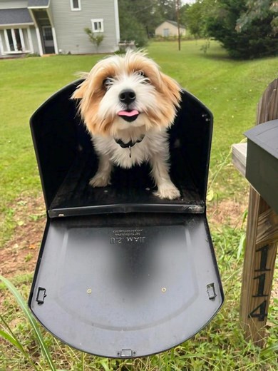 Bilbo sings | Steve Bell