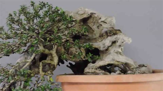 The Wild Olive Tree in Bonsai: Olea Oleaster Beauty