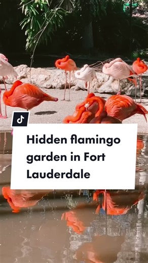 Explore Flamingo Gardens: A Hidden Gem of Florida Wildlife