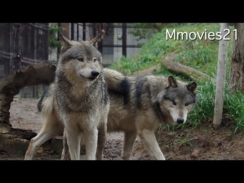 Eastern timber wolf シンリンオオカミ家族 ショウに訪れた変化