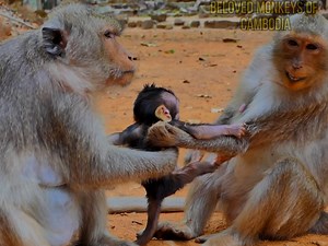 3.8K views · 181 reactions | Aww! It's unbelievable! Elsa tries to take Eden again, which hurts Eden so much that she cries out loud. | Beloved Monkeys Of Cambodia | Facebook