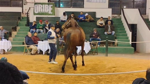 Algoritmo C (Algorithms - Anestesia por Mr. alleva) | Invasor