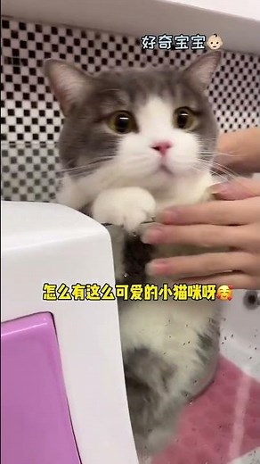 妈宝喵出门洗澡啦 哇哇叫也太可爱了#shorts
