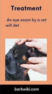 Conjunctivitis in Dogs (Dog Pink Eye): Symptoms, Causes, Treatment