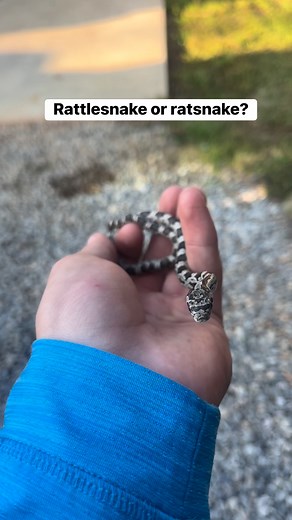 This is an easy one #snakes #reels #trend #outdoors #viral #trending #animal #reptiles #herping | East Alabama Reptiles