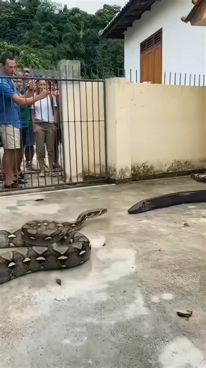 Rv choudhary on Instagram: "“This Wild Fight Shocked Everyone 😱 | Python vs Electric Eel”"
