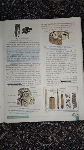 ch-3 Tissues:plant and animal Tissues.....class 9 ICSE biology 🧫🧫☺️☺️