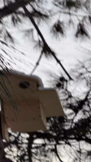 Squirrel Boxes on Instagram: "Playing around with an editor today. Kind of came out great I think. What do you guys think? I made these squirrel boxes because I love squirrels and wanted to give them a safe place to call home. 🐿💕 They’re predator-proof, weatherproof, and built with so much care. If you want to help protect these little guys, check out my boxes at squirrelboxes.com! #squirrel #squirrels #squirrelsofinstagram #squirrellove #squirrellife #squirrelsofig #squirrelsafeheaven #squirr