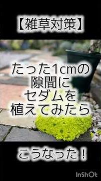 1㎝の隙間をセダムで雑草対策 ゴールデンカーペット #庭作業 #ガーデニング #セダム#多肉植物#黄金細葉万年草