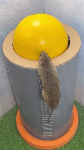 Mouse trap / Bẫy chuột với quả bóng nhựa cực kỳ hiệu quả #rat