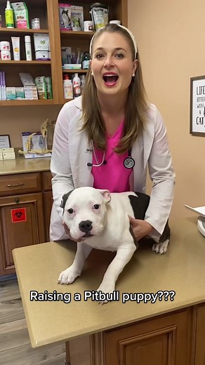 Essential Tips for Raising a Pitbull Puppy